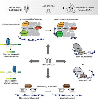 Mechanistic Insights Into MicroRNA-Induced Neuronal Reprogramming of Human Adult Fibroblasts